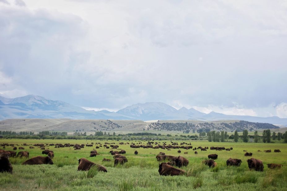 More than 50,000 bison now roam the Turner ranches. It's thought to be the biggest private herd in the world.