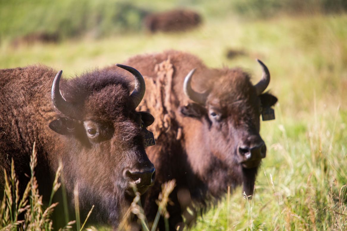 Each ranch is a refuge for native species, especially his beloved bison. Turner says that aged 10, he read about how the North American bison had come close to extinction. "I decided then that I would do what I could to help bring the bison back and preserve them," he said.<br />