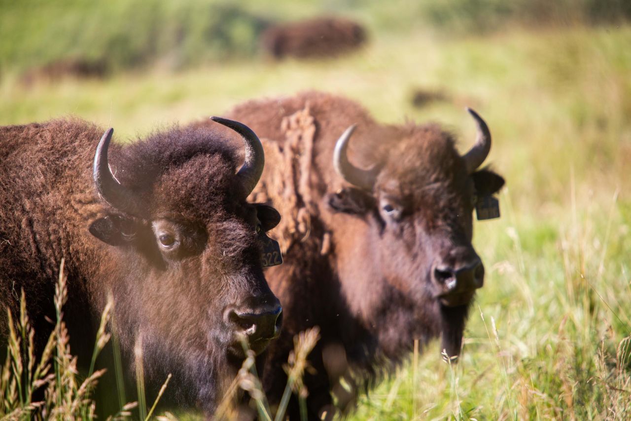 Wildlife spotting draws people to Montana. Especially thrilling is catching a sight of bison.