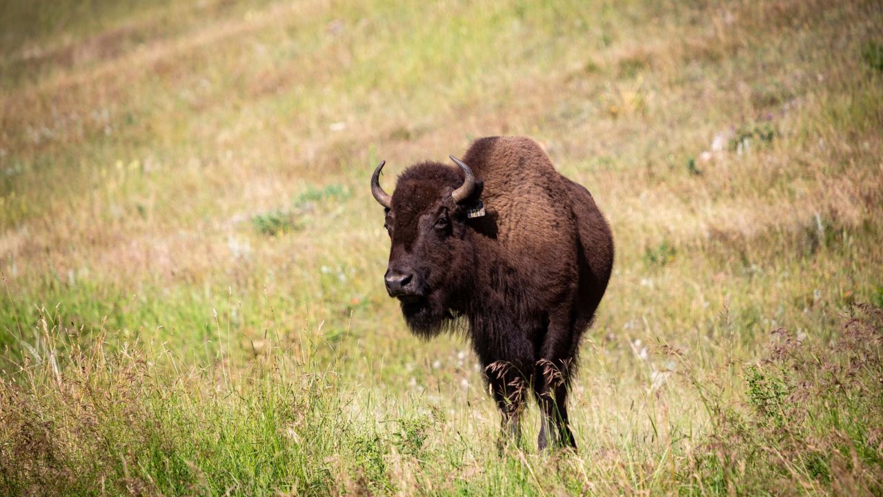 Bison on Turner's Flying D ranch.