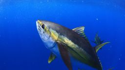 yellowfin tuna STOCK
