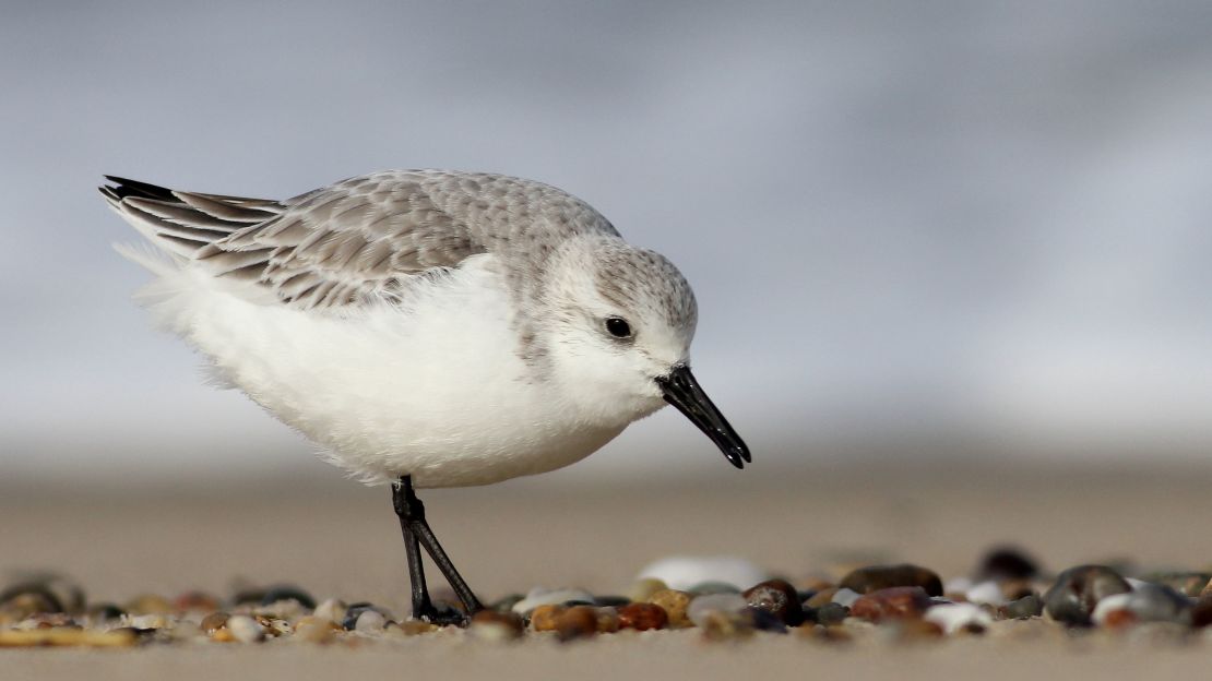 A sanderling shorebird.