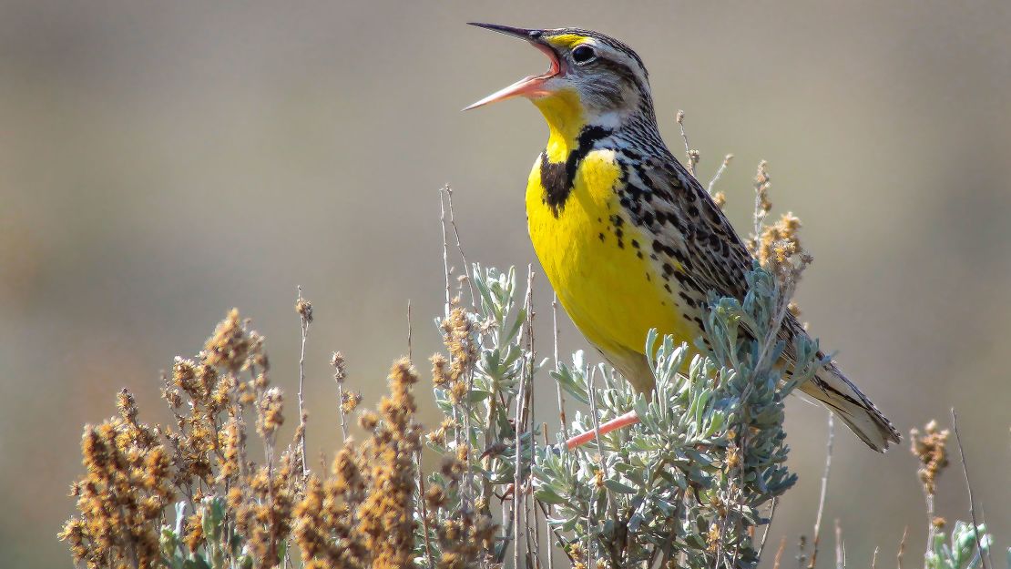 A meadowlark.