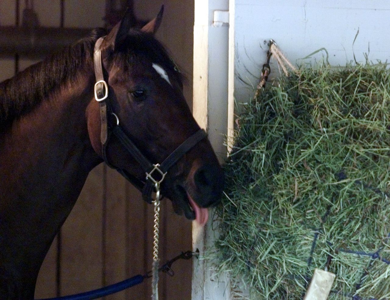 Fusaichi Pegasus is believed to have sold for $60 million and $70 million.
