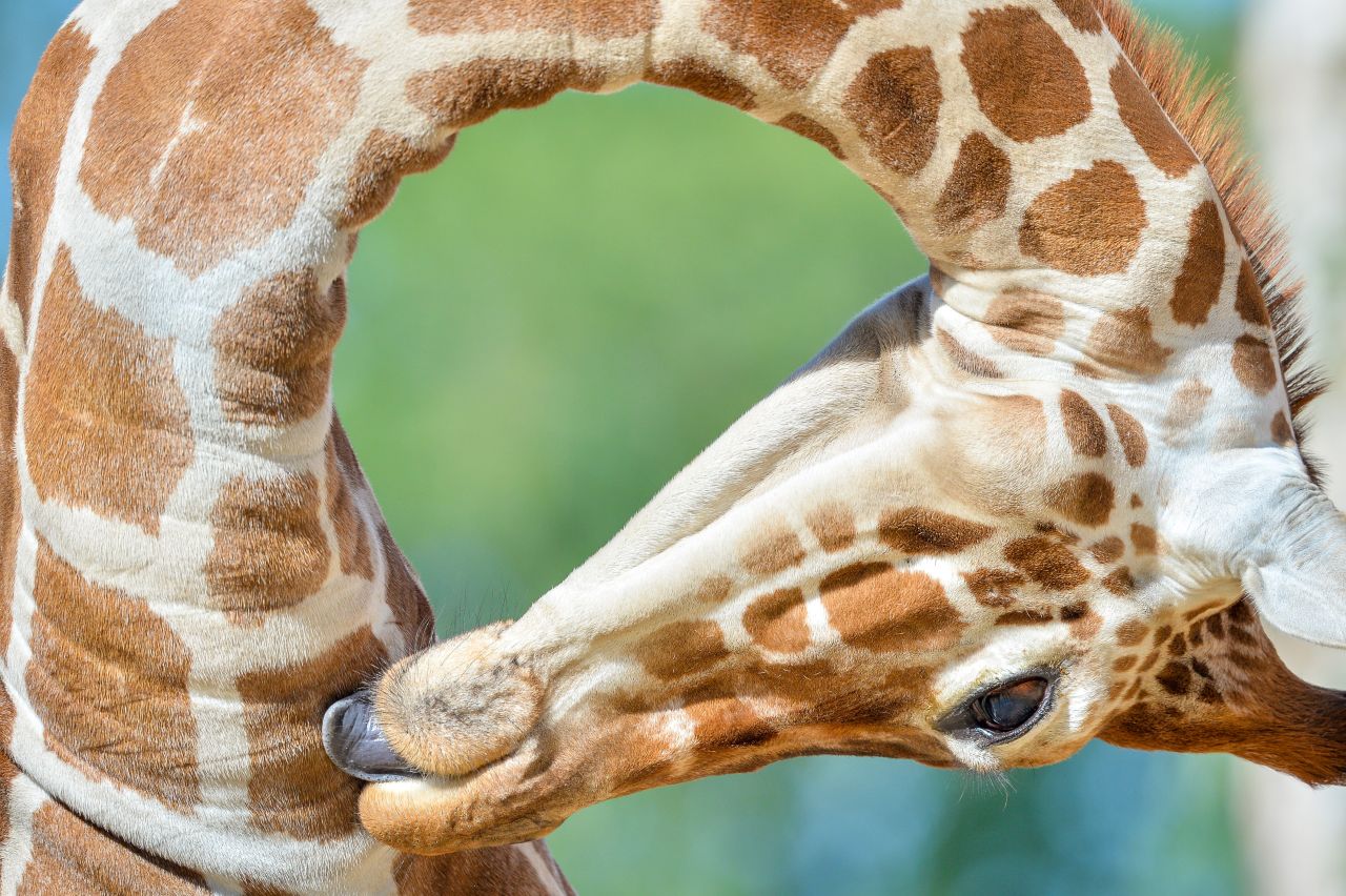 Tico, a 20-month-old reticulated giraffe, licks himself as he settles into his enclosure at Wild Place Project on Friday, September 13, after being transferred from an attraction in Copenhagen to join fellow giraffes Tom and Dayo in their 1.8-acre exhibit in South Gloucestershire.