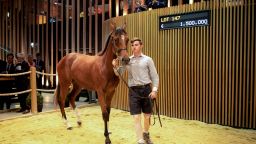 TOPSHOT - A yearling colt sired by Galileo and Prudente of the Ecuries des Monceaux stables, bought for 1 500 000 euros (1?664?479 US dollars) is presented during the yearling sales, one of the world renowned annual thoroughbred horse sales, in Deauville on August 18, 2019. - This year's prestigious yearlings auction started on August 17, in France's Normandy seaside resort of Deauville, a very popular venue for horse owners from around the world. (Photo by LOU BENOIST / AFP)        (Photo credit should read LOU BENOIST/AFP/Getty Images)