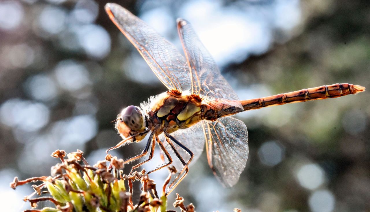 A dragonfly sits on a blossom in a garden in Gelsenkirchen, Germany, on Sunday, September 15. 