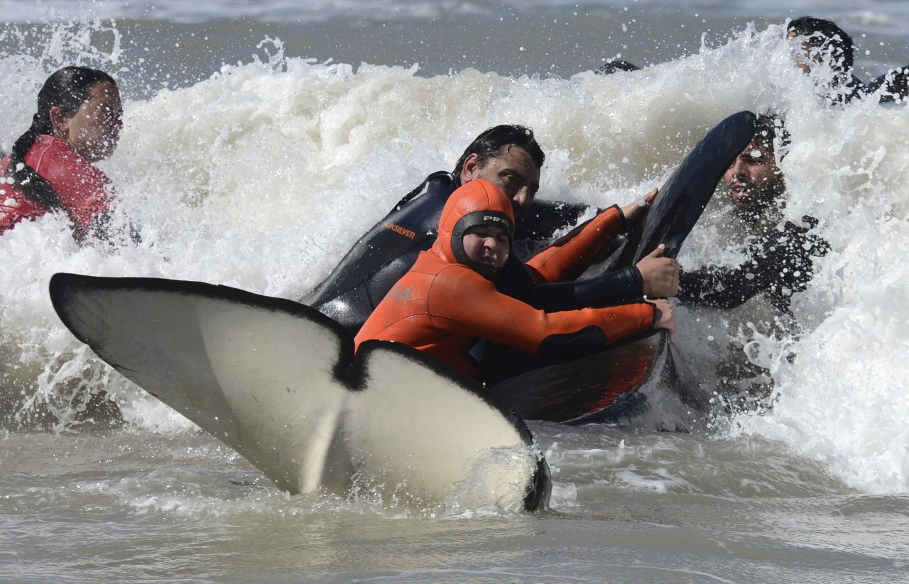 Rescuers and volunteers work to successfully return a killer whale to sea near Mar Chiquita, Argentina, on Monday, September 16. Seven killer whales were stranded on the coast before rescuers and volunteers returned six of them to sea, but one died in the process. 