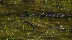 02 alligator pulled out of middle school pond trnd