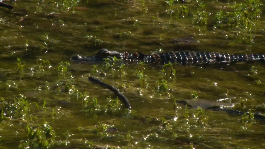 02 alligator pulled out of middle school pond trnd