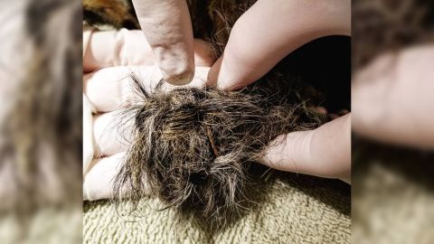 The baby squirrels' tails were knotted together, breaking bones in their tails and cutting off blood flow. One has already had its tail amputated.