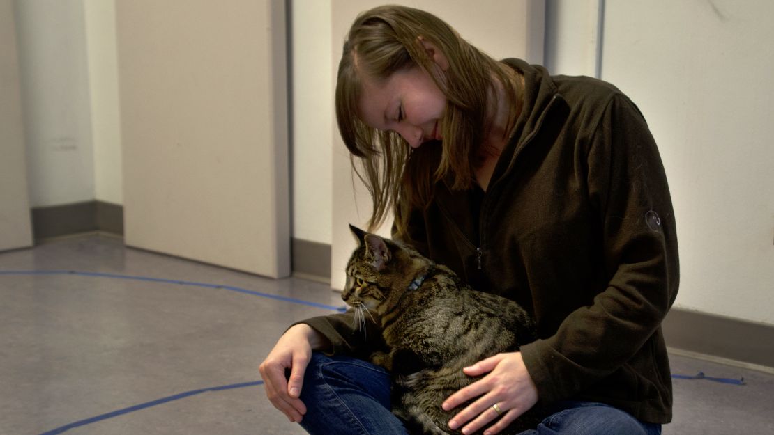 An insecurely attached cat showing clingy behavior.