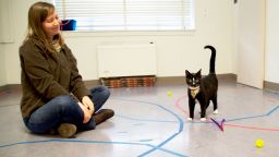A cat displays secure attachment behavior with researcher Kristyn Vitale in the Human-Animal Interaction Lab at Oregon State University. 