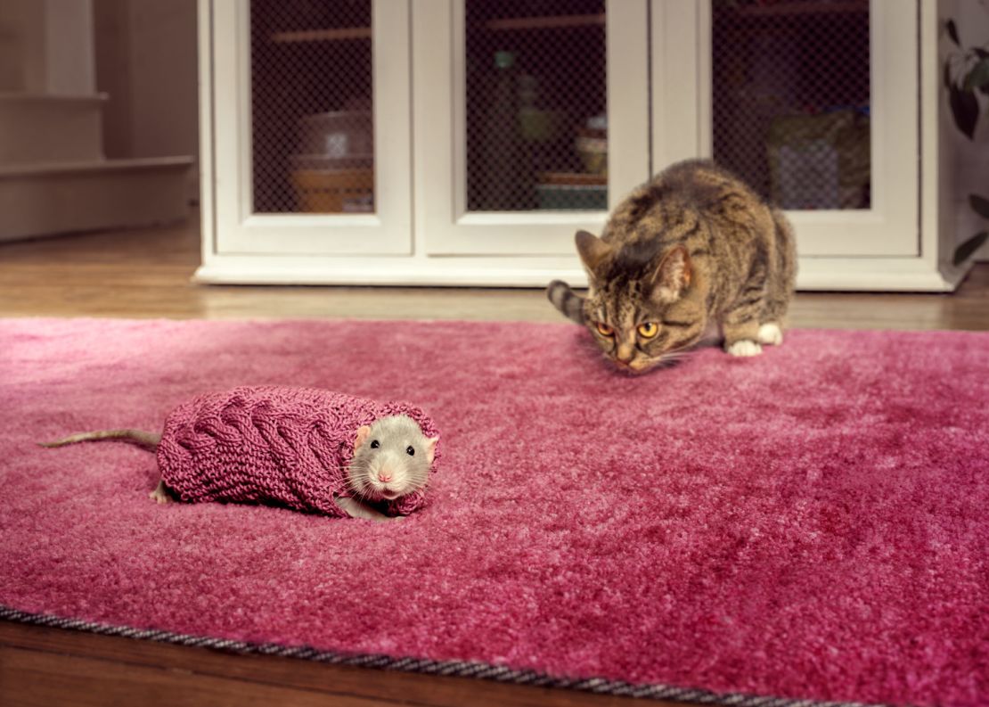 A rat models Dodd's intricate knitwear. "To reassure anyone who might be worried about how this scene played out, we photographed each animal separately," said Ford. The model was given a piece of cheese afterwards.