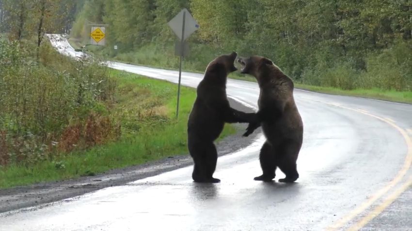 grizzly bears fighting in road british columbia