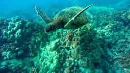 In this Sept. 11, 2019 photo, a green sea turtle swims near coral in a bay on the west coast of the Big Island near Captain Cook, Hawaii. Just four years after a major marine heat wave killed nearly half of this coastline's coral, federal researchers are predicting another round of hot water will cause some of the worst coral bleaching the region has ever seen. (AP Photo/Brian Skoloff)
