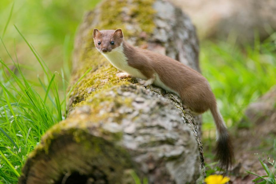 Related to weasels, polecats and ferrets, the stoat is a small but ferocious predator. Stoats have no qualms about attacking larger animals, including rabbits and chickens. European settlers took stoats to New Zealand for pest control purposes, where they wreaked havoc on native bird populations. The New Zealand Government spends millions of dollars each year protecting native birds from stoats, 