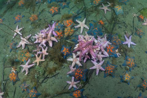 Growing up to half a meter in width, the Northern Pacific Seastar (also known as the Japanese Starfish) has spread from the North Pacific to the south coast of Australia. A single female can carry up to 20 million eggs. It's just one of the invasive species that are traveling to new environments and harming native ecosystems. <strong>Scroll through the gallery to see more of the planet's most problematic invasive species.</strong>