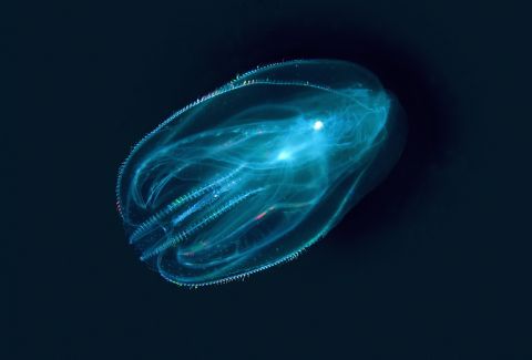 The humble comb jelly has no brain, stomach or bones. It eats microscopic sea organisms, as well as fish eggs and larvae. Native to the Atlantic coasts of North and South America, warty comb jellies reached the Black Sea, Aegean Sea and Caspian Sea during the 1980s. The jellies traveled across oceans in the ballast water of ships. In these new waters, they flourish thanks to a lack of natural predators. It is associated with crashes in fish numbers. Dolphin populations, dependent on fish supplies, have plummeted in the Black and Azov Seas as a result of the jelly invasion, according to the World Wildlife Fund.