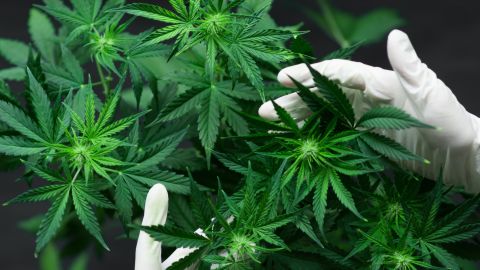 Canberra the first city in Australia to legalize marijuana | CNN