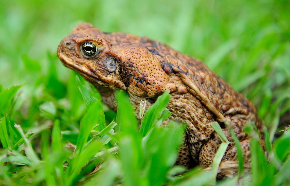These creatures are indigenous to South America. They were deliberately introduced to many countries in the 1930s (including the USA and Australia) to help control sugar cane pests, like beetles. But cane toads proved to be disastrously voracious, eating anything from honeybees to dog food. An estimated 1.5 billion cane toads live in Australia alone. When attacked or eaten, they emit venom that can be fatal to wild animals and household pets alike. Studies in Bermuda show they are outcompeting native frogs. 