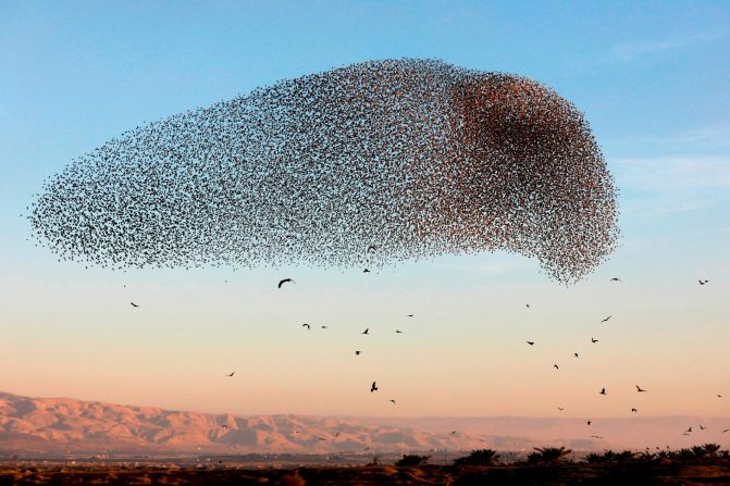 Sixty of these birds were set free in New York in 1890, in a bizarre plan to introduce to the USA every bird mentioned in a Shakespeare play. European Starlings were also deliberately introduced to regions of Australasia and South Africa to control native insect populations. Today, between 100 million and 200 million Common Starlings on six continents destroy many crops, and out-compete birds like woodpeckers in the United States and black cockatoos in Australia. However, their numbers appear to have fallen in recent decades, possibly due to intensive farming techniques.