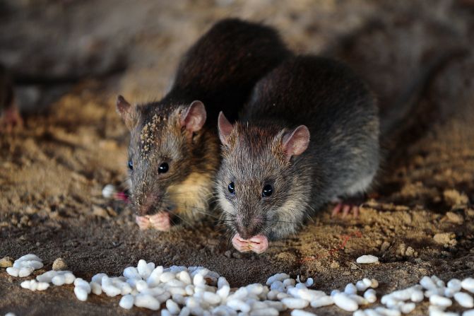 <strong>Black rat</strong> -- Also known as the ship rat, it is native to India but over thousands of years, it spread to every continent except Antarctica by hiding in ships. These furry stowaways can devastate wildlife populations as they guzzle through native insects, bird eggs and chicks, and fruit.