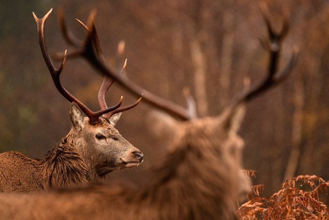 This large deer species was brought from Europe and Western Asia to Australia, New Zealand and South America, for trophy hunting and livestock. It flourishes in a wide range of habitats and can outcompete native mammals searching for food. 