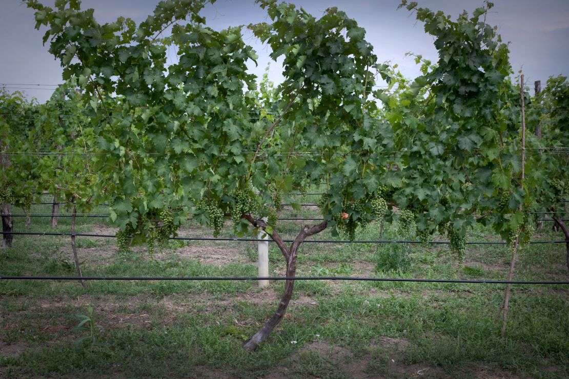 The wine growing estates of Chateau Mukhrani are about 25 minutes' drive from Tbilisi.