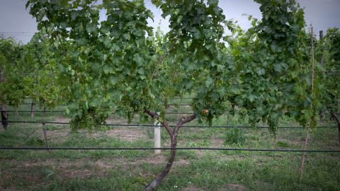 The wine growing estates of Chateau Mukhrani are about 25 minutes' drive from Tbilisi.