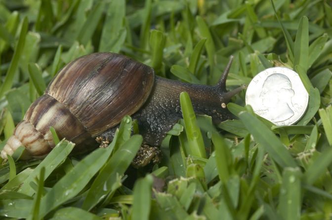 <strong>Giant African land snail</strong> -- Its native range is coastal East Africa, but this snail has reached all continents except Antarctica. These snails are sold as food, pets, and for medicinal purposes, which led to their accidental introduction to the wild. <a href="index.php?page=&url=https%3A%2F%2Fwww.mpi.govt.nz%2Fdmsdocument%2F3588-Giant-African-Snail" target="_blank" target="_blank">In New Zealand,</a> the Giant African land snail eats many types of local snails, as well as native plants.