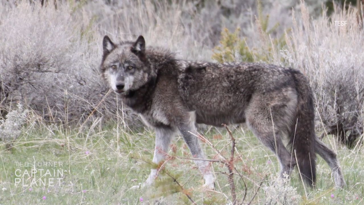One of North America's largest Gray Wolf packs lives on Turner's Flying D ranch, in Montana.