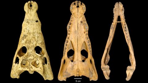 A new species of crocodile, discovered in museum collections, has been named Crocodylus halli after the late scientist who started investigating the reptile's lineage.