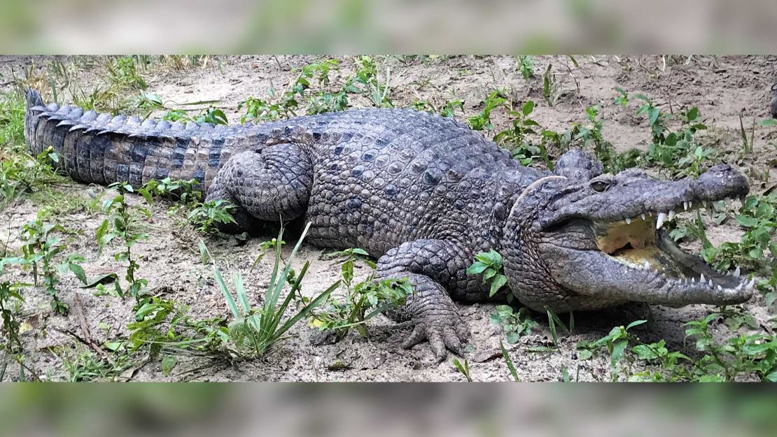 The Slow Evolution Of Crocodiles - Asian Scientist Magazine