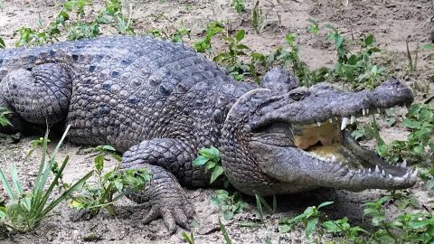 A member of the newly discovered crocodile species is pictured at a sanctuary in Florida.