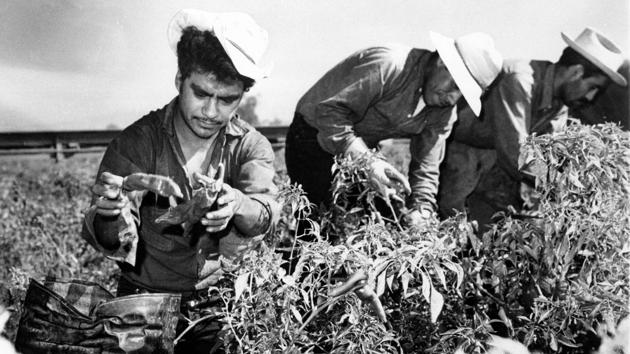 Mexican migrant workers, employed under the Bracero Program to harvest crops on Californian farms, are shown picking chili peppers in this 1964 photograph.