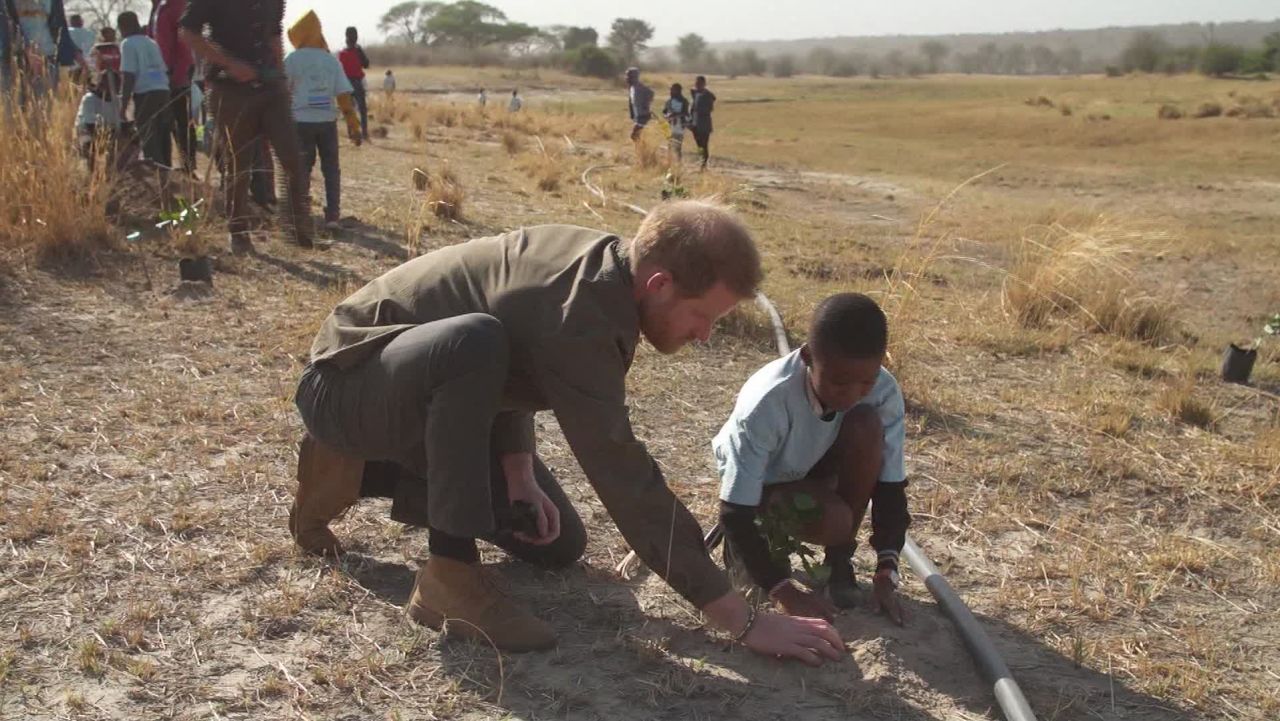 prince harry elephants africa