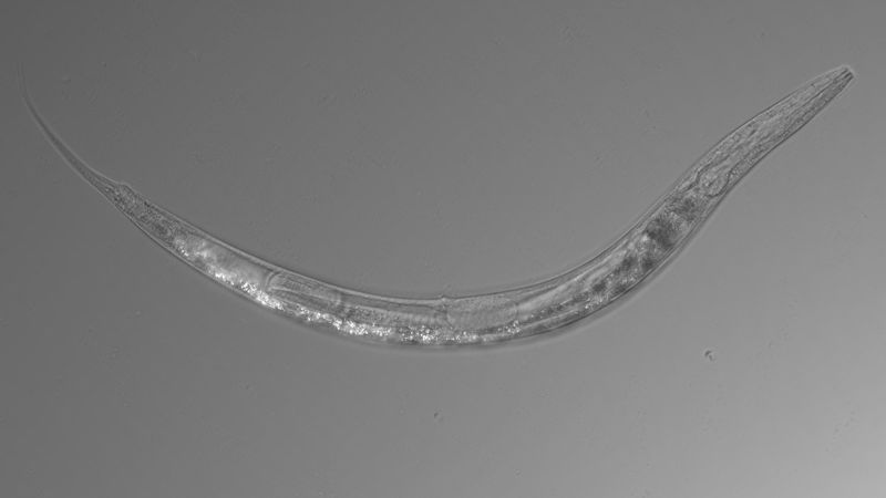 A New Worm Species Has Three Sexes And A Pouch Like A Kangaroos Cnn