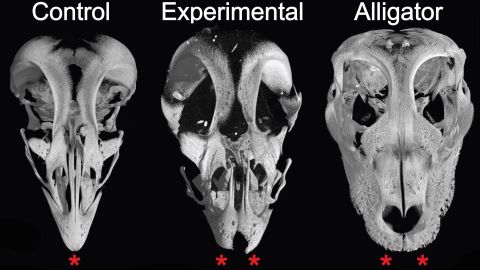 Science reveals that some dinosaurs might have tasted like birds eaten today. In one study, scientists at Yale and Harvard were actually able to alter chicken embryos to grow the snouts of velociraptors rather than beaks, as seen in these skull images from the experiment.   