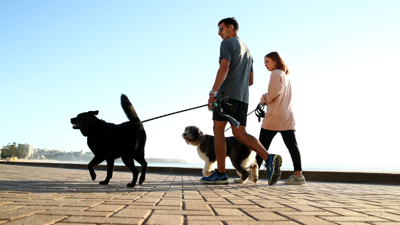 Dog owners walk their pets (file photo).