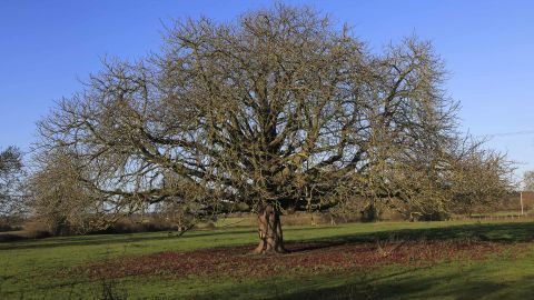 The horse chestnut tree, Aesculus hippocastanum, is one of Europe's threatened species.