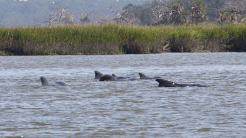 Pilot whales at the Georgia shore this week