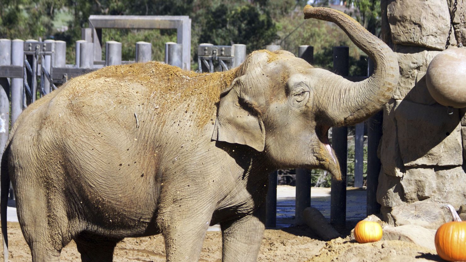 Little Mac, Santa Barbara Zoo's last elephant, has been euthanized.