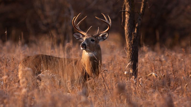 Deer Can Give Humans Tuberculosis The CDC Says CNN   190929144207 Whitetail Deer Stock 