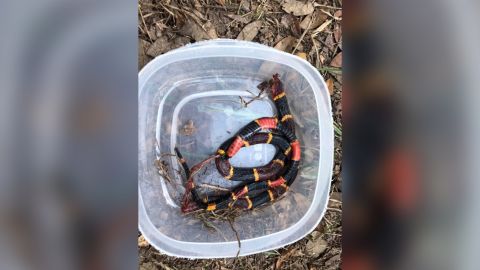 What is left of the coral snake that Zeus killed protecting Oriley and Orion.