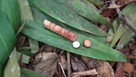 Collecting the samples doesn't damage the trees.
