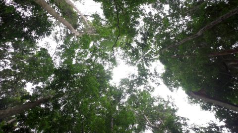 Forest around Lastoursville, Gabon.
