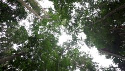 gabon tree dna looking up