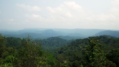 Forests cover about 85% of Gabon.