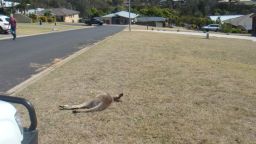 A kangaroo believed to be hit by a car is seen on someone's front lawn in the Australian province of New South Wales.